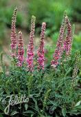 Veronica (Ereprijs) spicata Pink Goblin